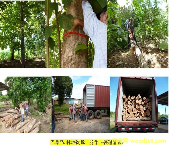 �����R��ľԭľ��Ԕ��(x��)��B