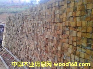 白柯料的詳細(xì)介紹