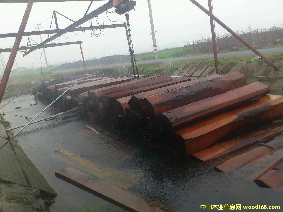 西南樺的詳細(xì)介紹