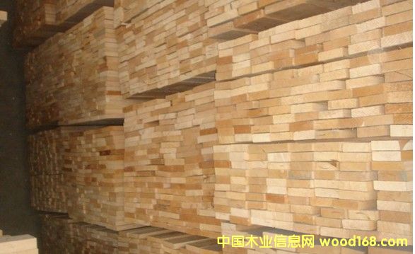 樟子松的詳細介紹