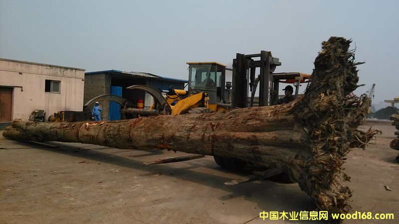 �ϓ뻨��ľ���ϵ�Ԕ����B