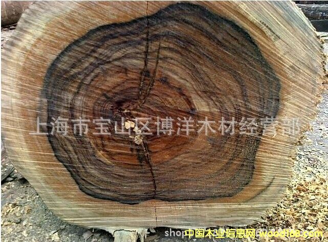 ��������֦���������Fľ��