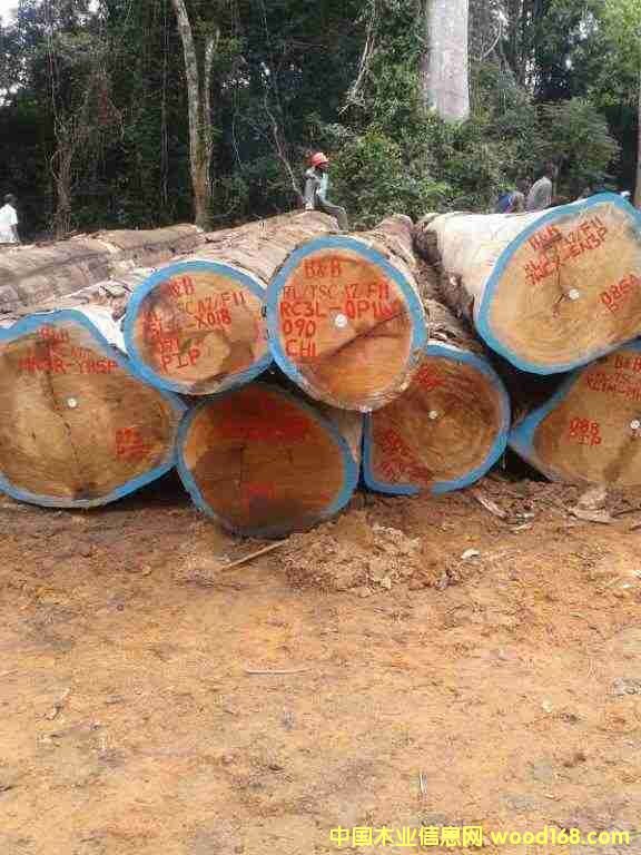 ��¡ľ���������l(f��)����Ԕ��(x��)��B