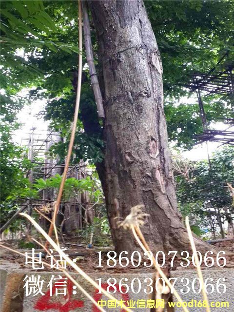 越南黃花梨的詳細(xì)介紹