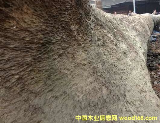 ��z骴��ľ�Ԓ18080614805