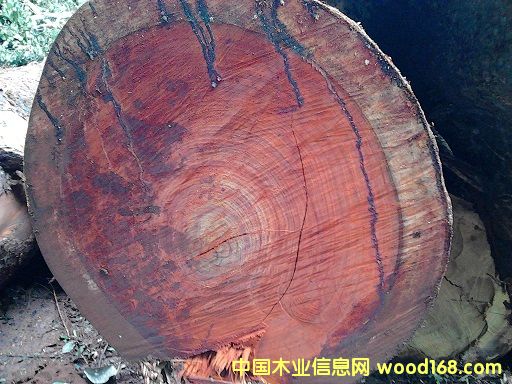 Moabi - ���ޙ���ľ��Ԕ��(x��)��B