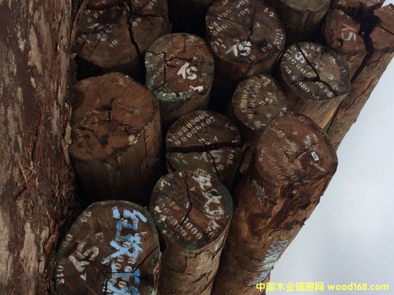 紅玫瑰的詳細(xì)介紹