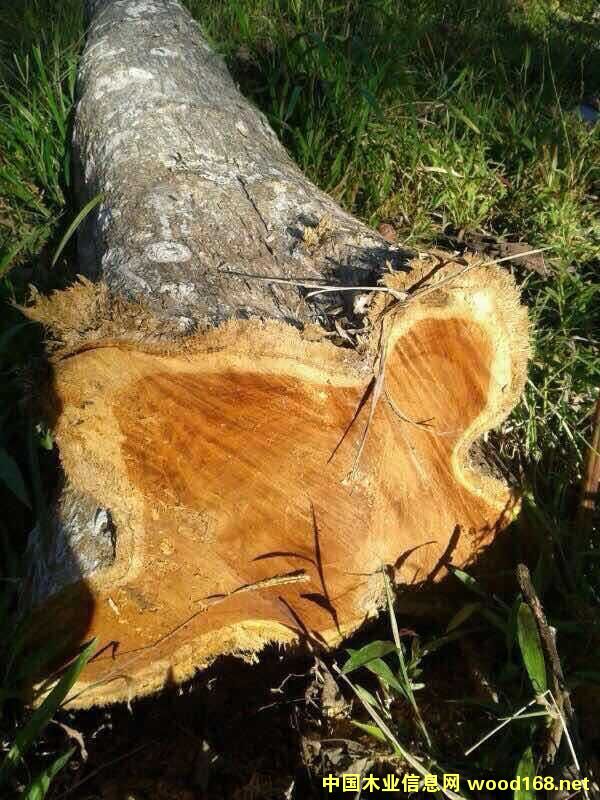 ��ľ��Ԕ��(x��)��B