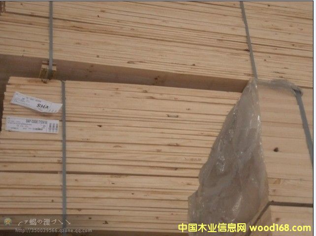 輻射松的詳細(xì)介紹