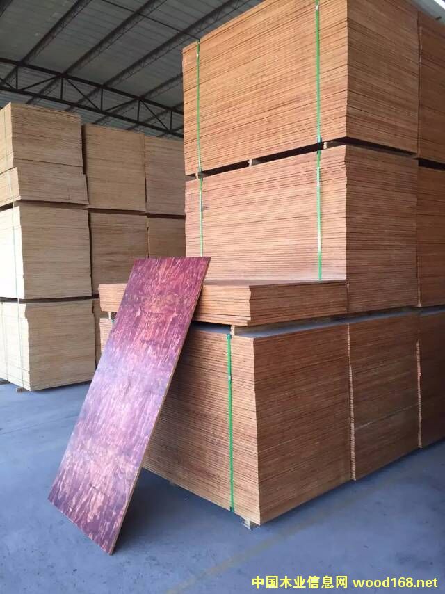 金盾皇的詳細(xì)介紹