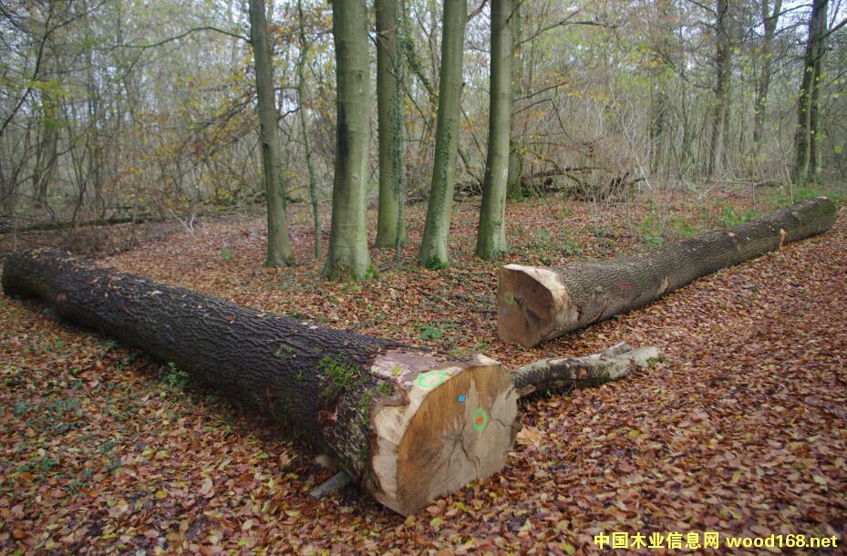 �W�ް�Ϟԭľ���̵�Ԕ����B