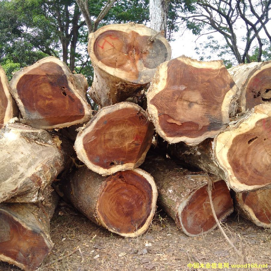 ��������ľ����ľ������ľ��