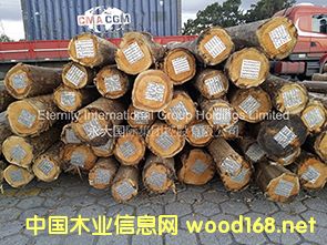 桉木的詳細介紹