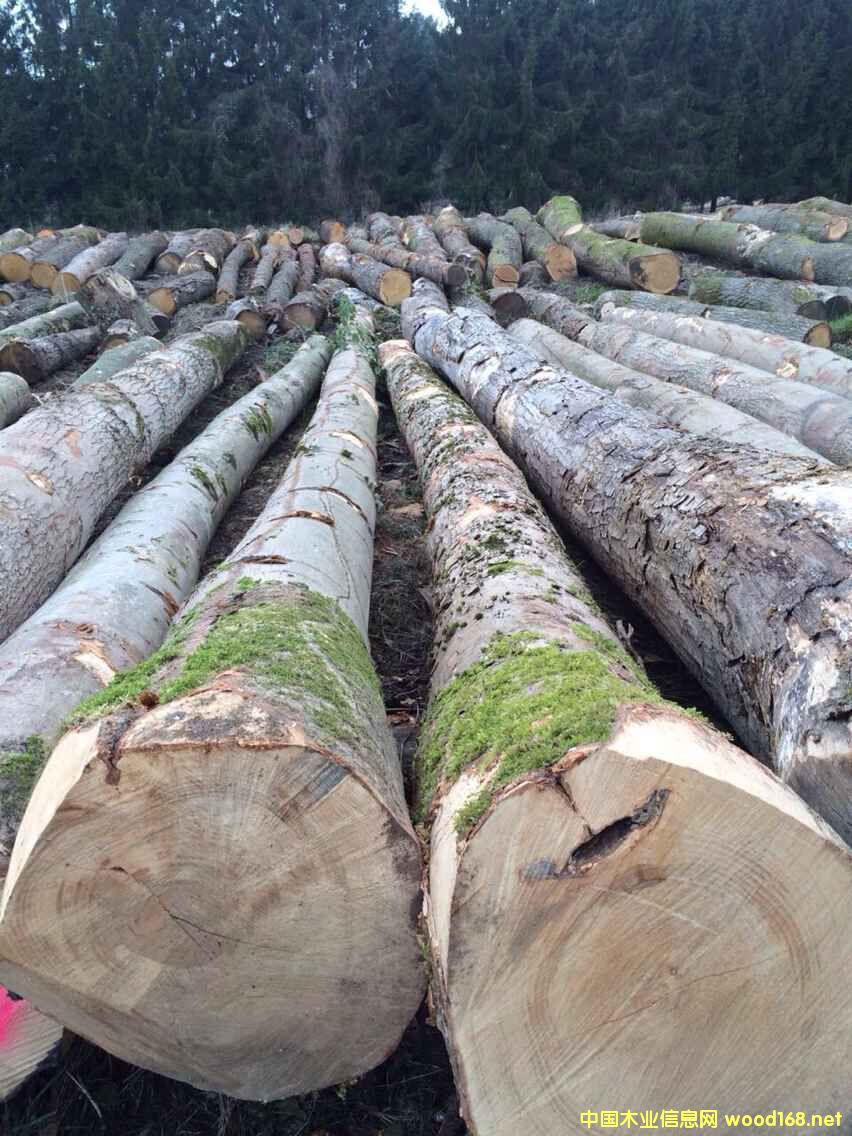 �W�ޗ�ľԭľ���̵�Ԕ����B