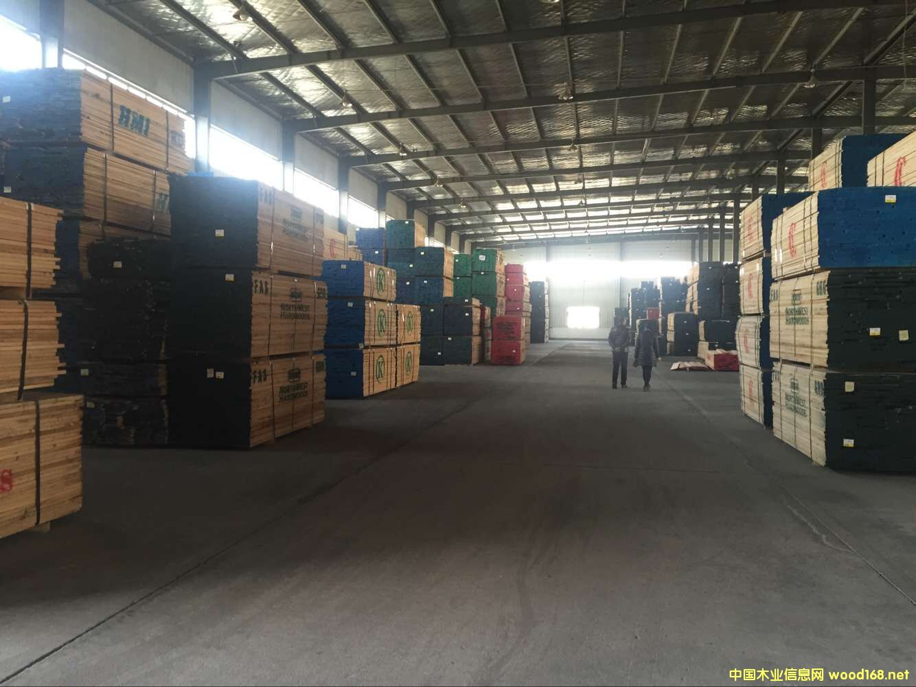 北美紅橡的詳細(xì)介紹