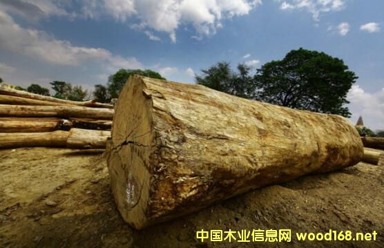 ����ľ�ļ�ɢ��������