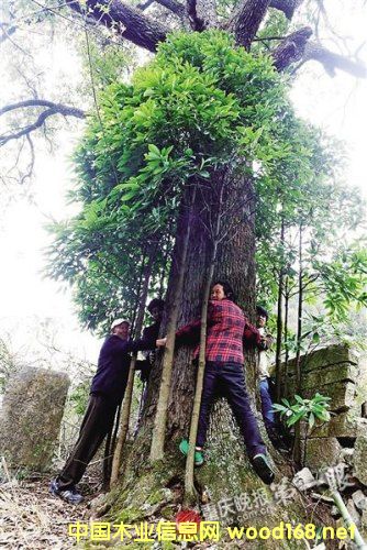 ���{�F(xi��n)800�q��z�ľ Ʒ�Nϡ�Ѓr(ji��)ֵ�@��