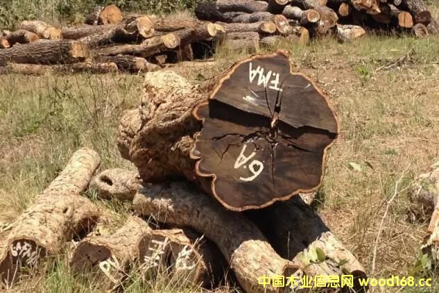 �|�Ǻ��S̴�M��횳�ʾ�Ϸ�CITES�S���C������t��һ���⵽��