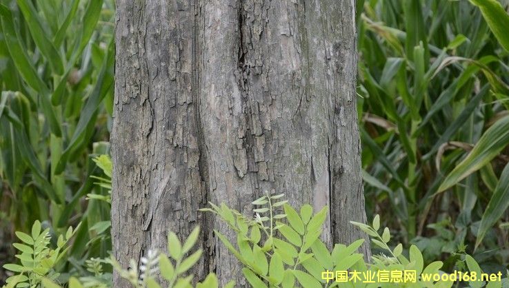 ��ֺ�S̴����t��֦��ľ�ĵĽ��׬F(xi��n)���c�A�y