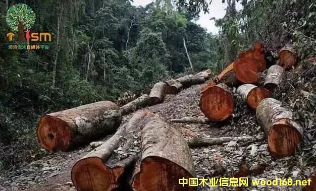 �ϓ�tľ��ֵ�����������ƄӼtľ�ٝq