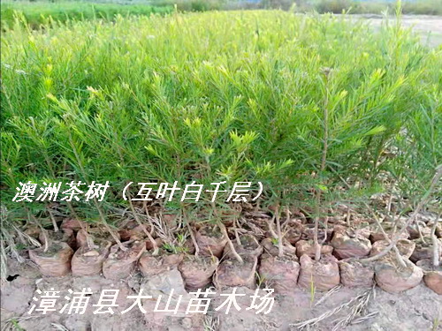 ���޲���绥�~��ǧ�����Ԕ��(x��)��B