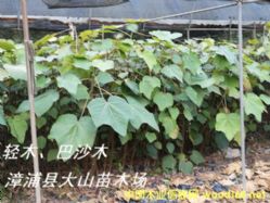 [��] ���pľ�磨Balsa����ɳľ���͠�ɳľ���͠�ɼľ��