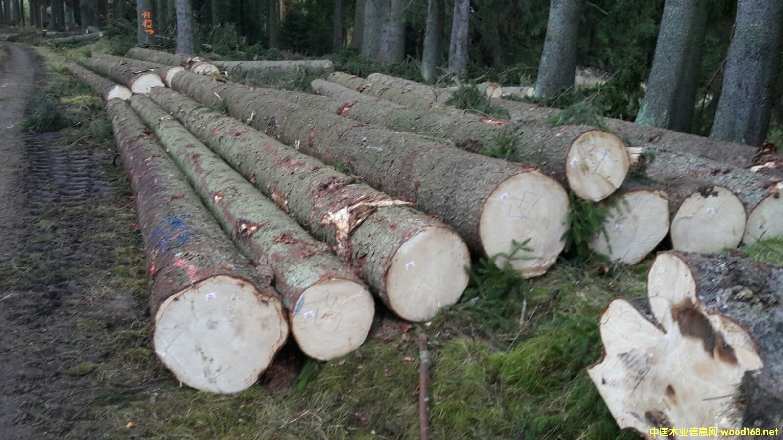 ����������ɼ