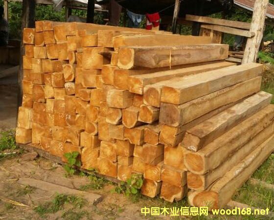 ������ľ����