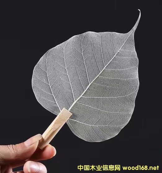 �����~��©ϵ��