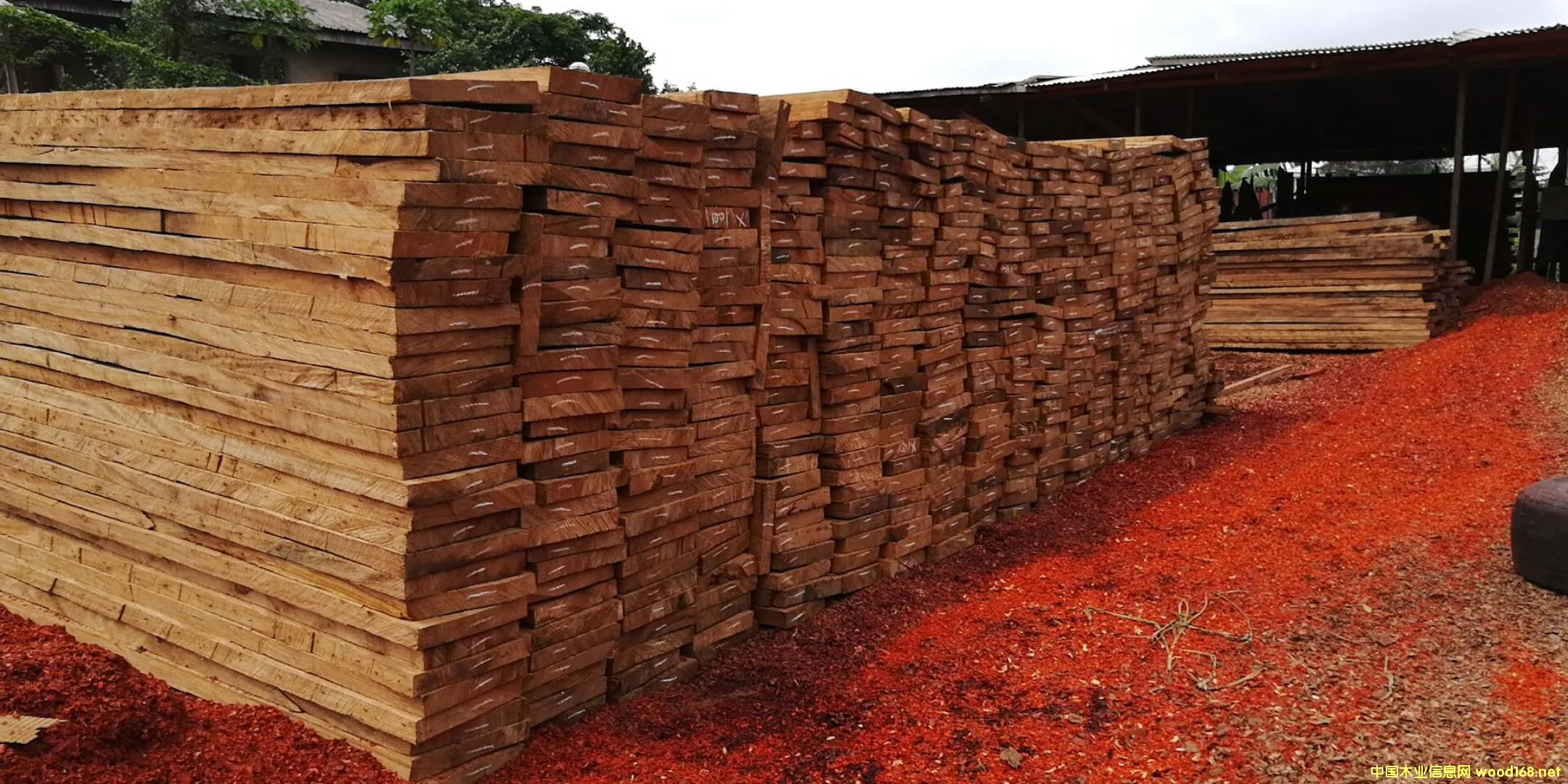 ���Rľ������ľ�����