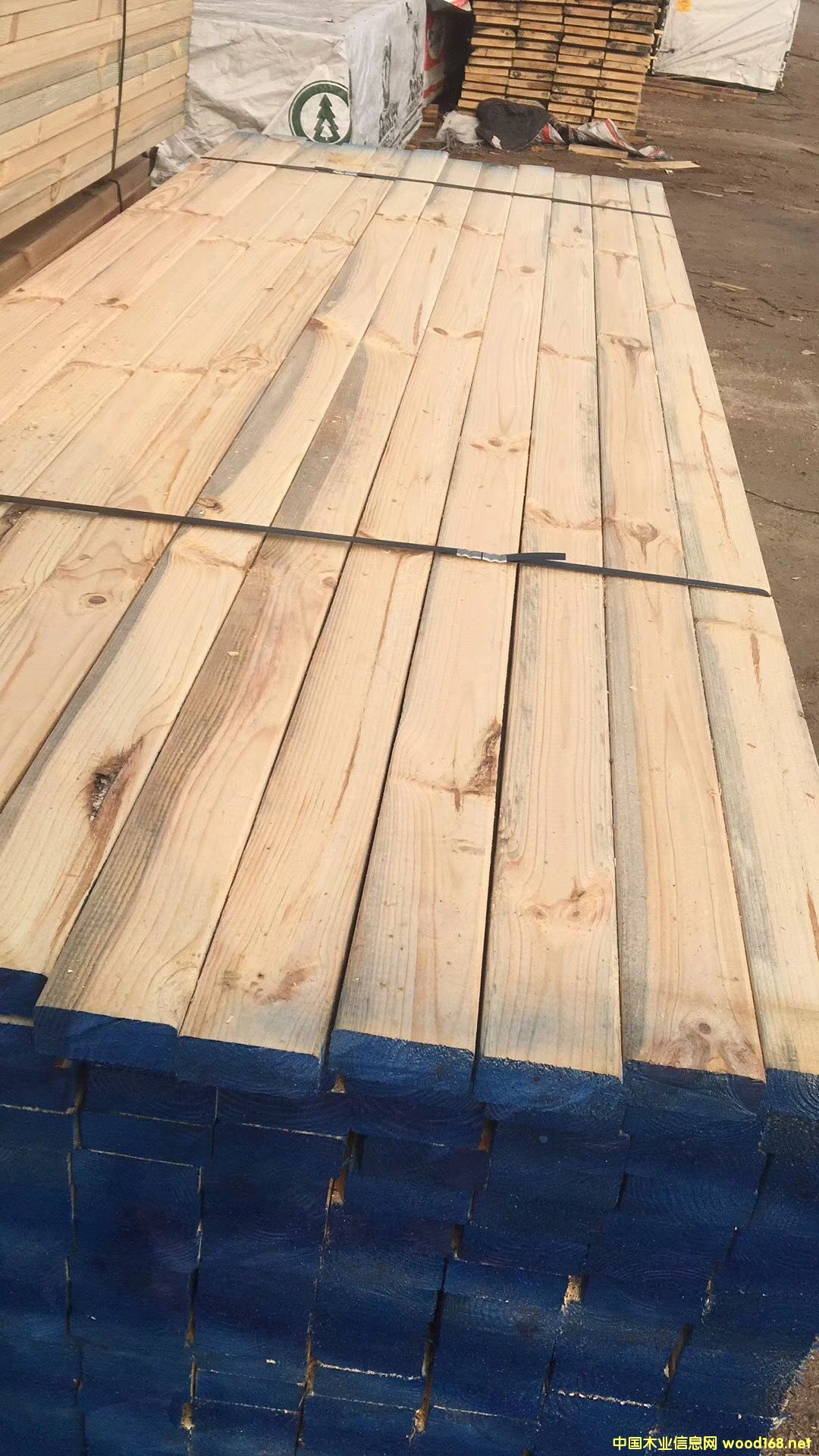 �S��ֱ�N������ľ������ľ��ľ������Ž��������b��