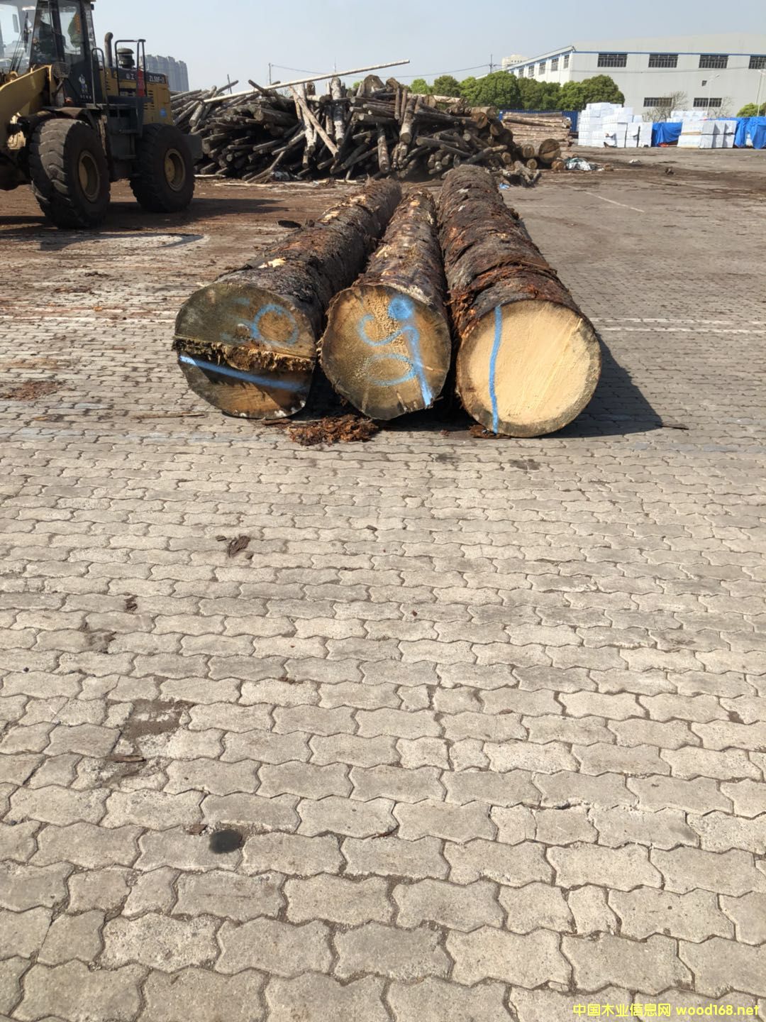 Ӣ������ɼ