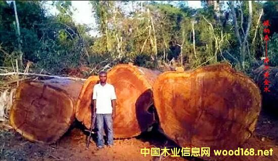 ľ�İٿƣ���G��ɣ��Iroko���������S��ľ