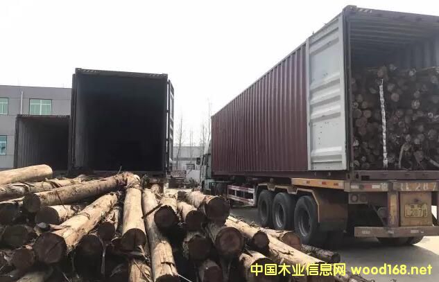 �R����ɭ���Q(m��o)�µ�������ľ