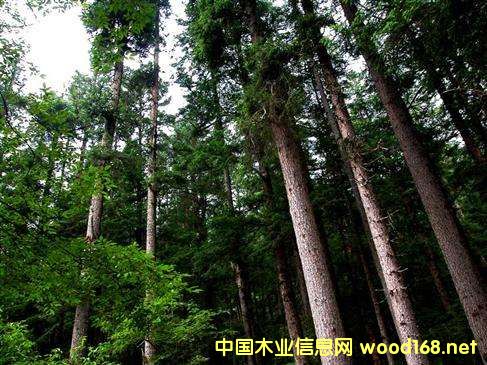 �������Ռ��ݵ�ľ���YԴ�Լ�ľ�ļӹ��I(y��)��(ji��n)��