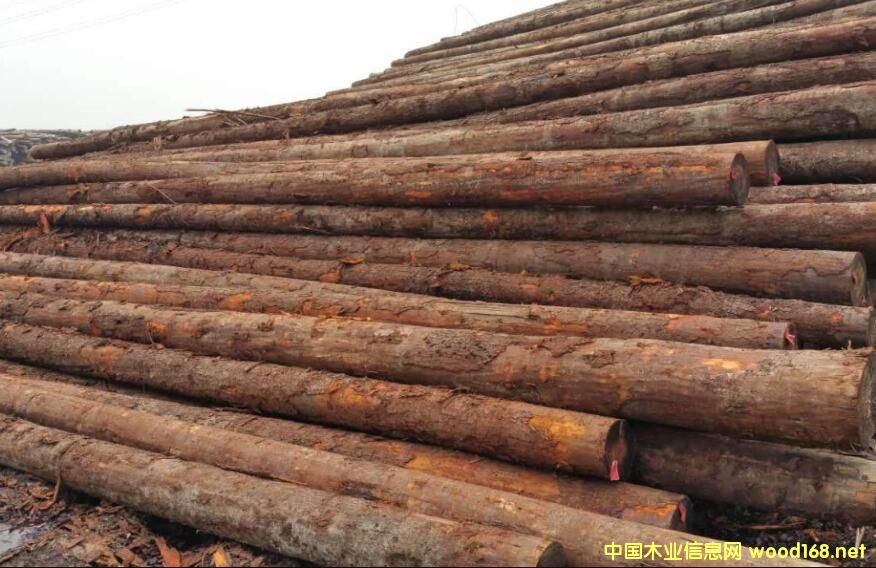 �����Fɼԭľ