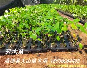 �pľ��ɳľ��