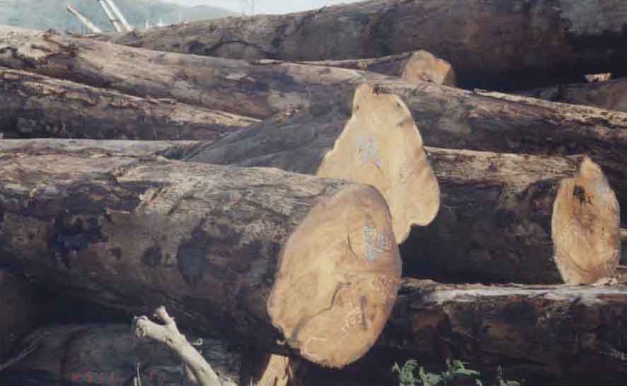 ����ľ(ԭľ)��Ԕ��(x��)��B