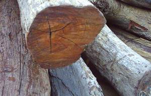 ��t��֦��Ԕ��(x��)��B