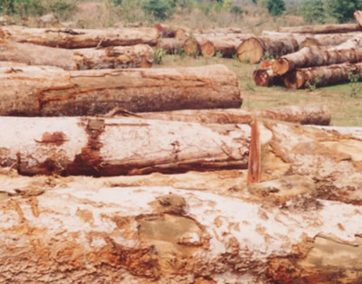 ���鼰̩����ľ,���黨��ľ,����ľ�Ȗ|�ρ�ľ�ĵ�Ԕ��(x��)��B