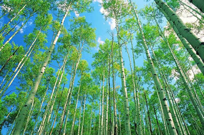 ��ľ�����~�����^�p��ľ